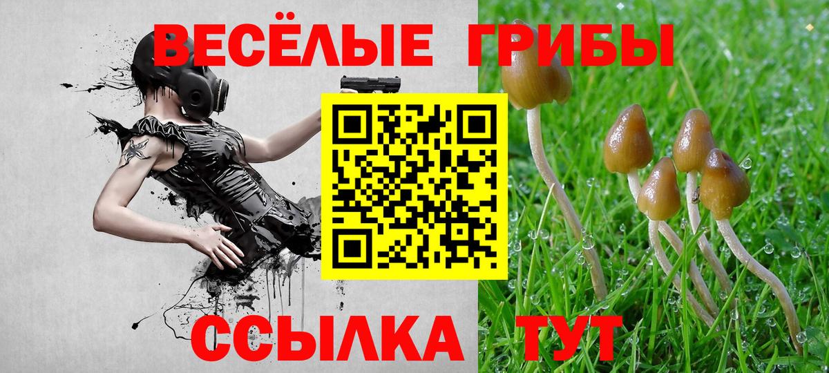 Мурино  Галлюциногенные грибы мицелий  наркошоп  Вход с VPN  Псилоцибиновые грибы GOLDEN TEACHER 